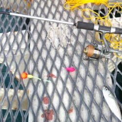 アジは好調継続中！